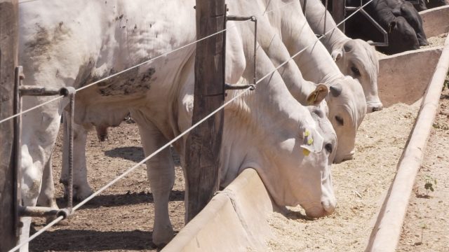 Sistemas intensivos de bovinos: confira quais são e as vantagens de cada um