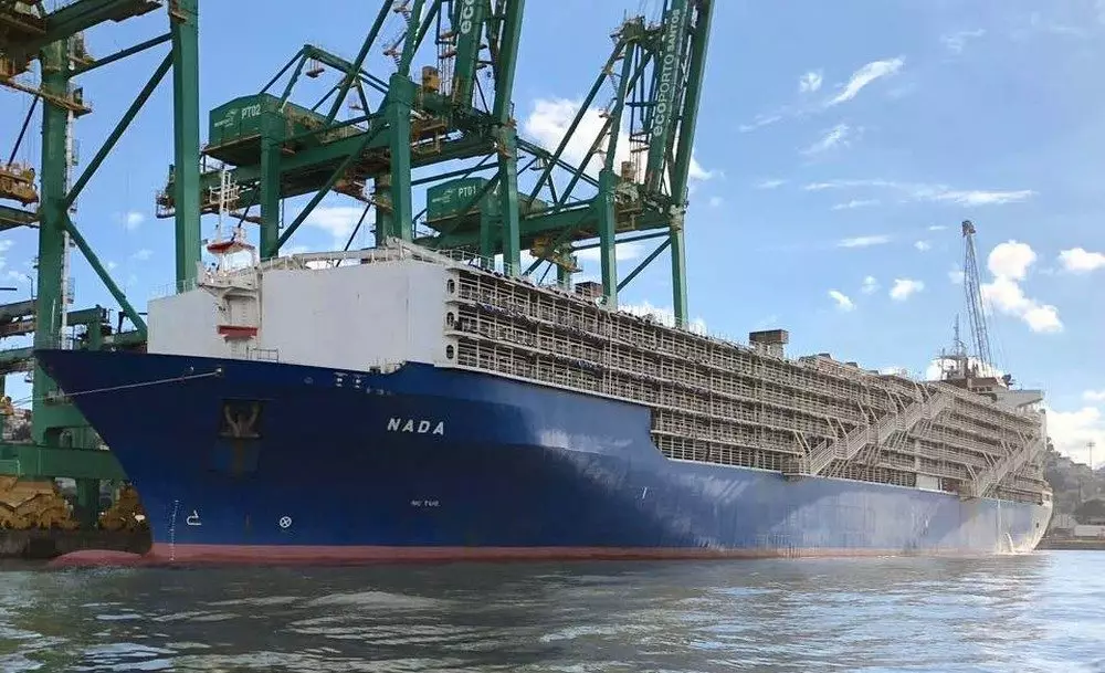 Maior navio boiadeiro do mundo parte com mais de 20.000 bovinos do Brasil para a Turquia 