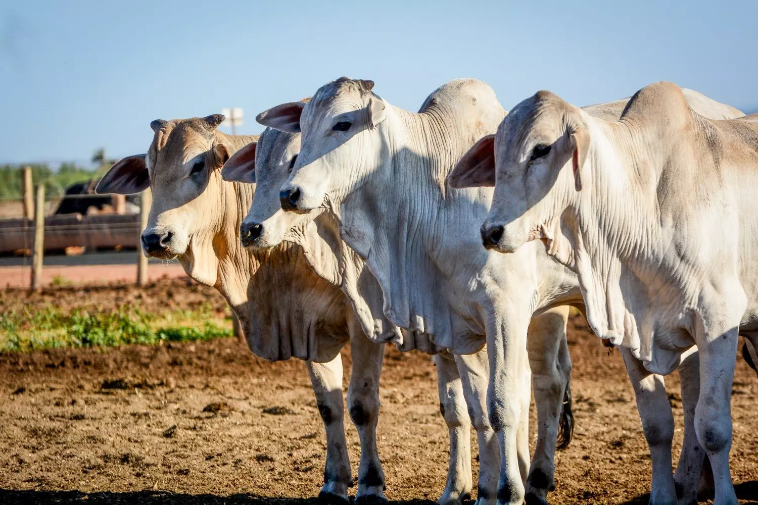 Boi gordo volta a ultrapassar referência com alta de R$ 5/@ e mantém viés positivo no mercado  