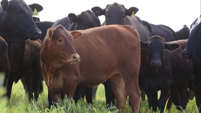 Speckle Park x Nelore, produz gado adaptado com carne diferenciada 