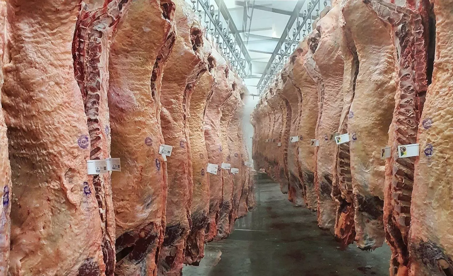 Exportações de carne bovina de MT registraram volume recorde na série histórica em 2024
