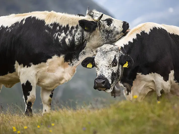 Conheça a raça Pustertaler Sprinzen, gado raro que produz carne premium e leite nobre  