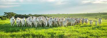 Brasil passará a exportar carne bovina com osso para o Uruguai